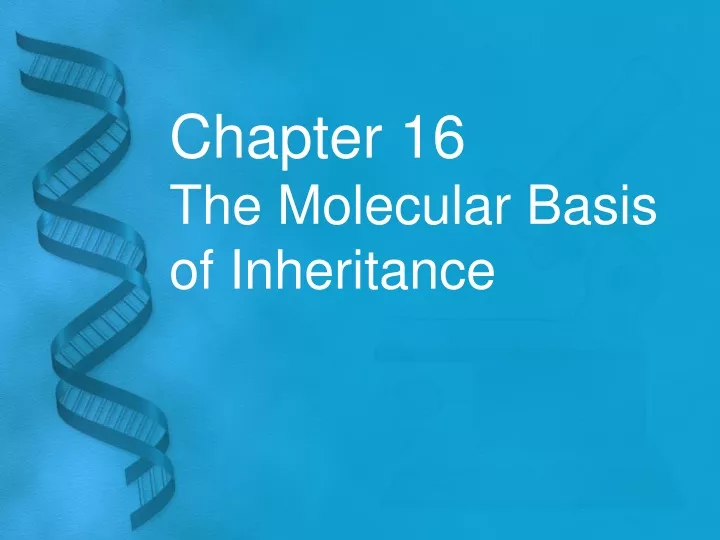 chapter 16 the molecular basis of inheritance