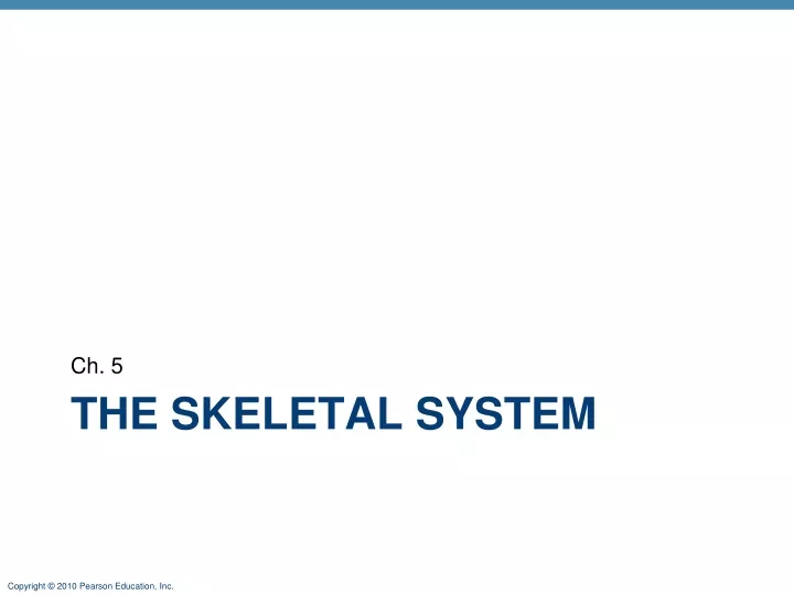 the skeletal system