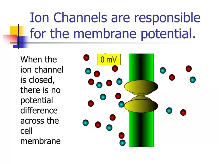 ion channels are responsible for the membrane potential