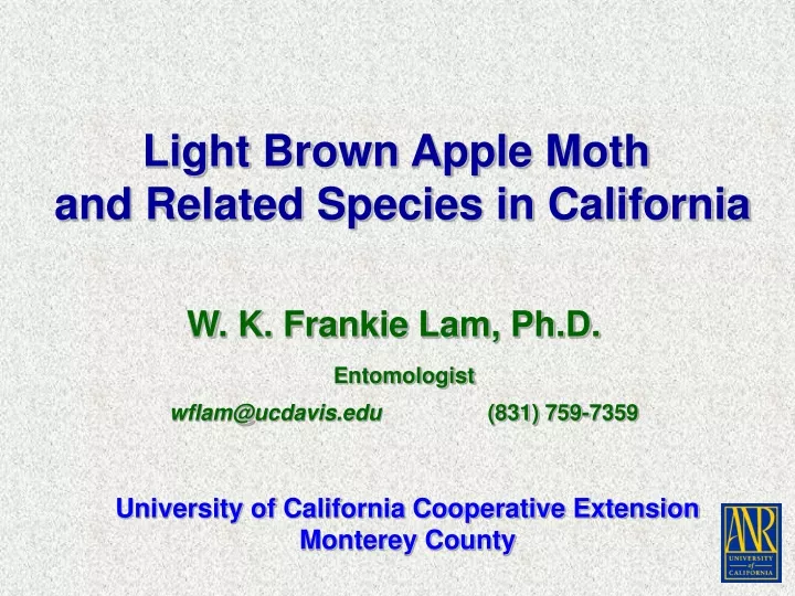 light brown apple moth and related species