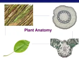 Plant Anatomy