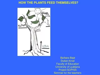 HOW THE PLANTS FEED THEMSELVES?