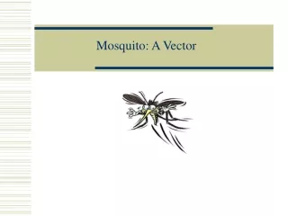 Mosquito: A Vector
