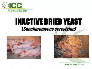 INACTIVE DRIED YEAST ( Saccharomyces cerevisiae )