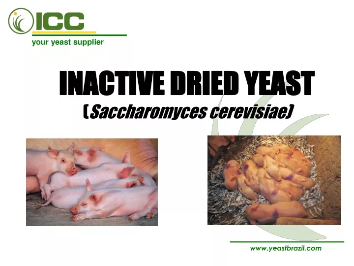 inactive dried yeast saccharomyces cerevisiae
