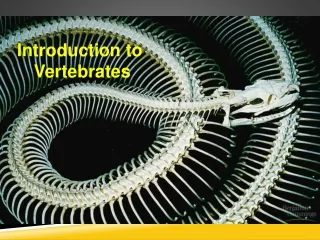 Introduction to  Vertebrates