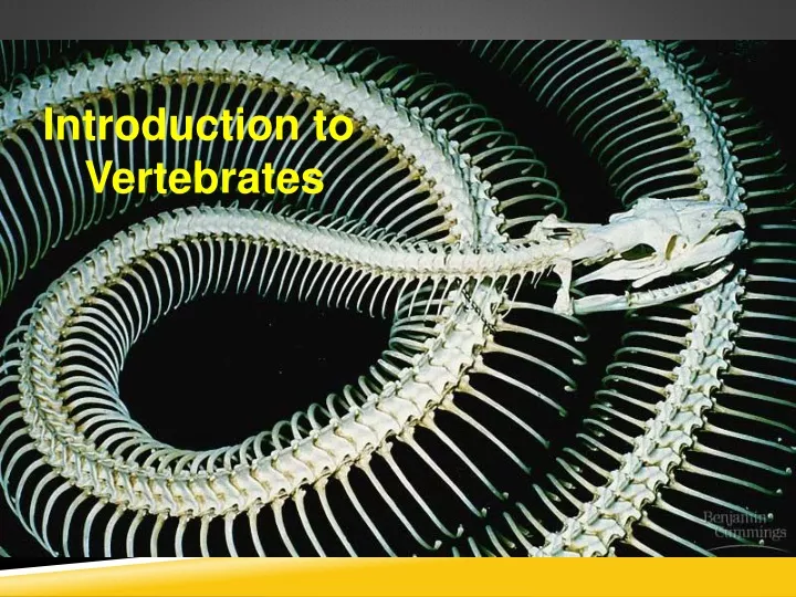 introduction to vertebrates