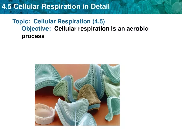 topic cellular respiration 4 5 objective cellular