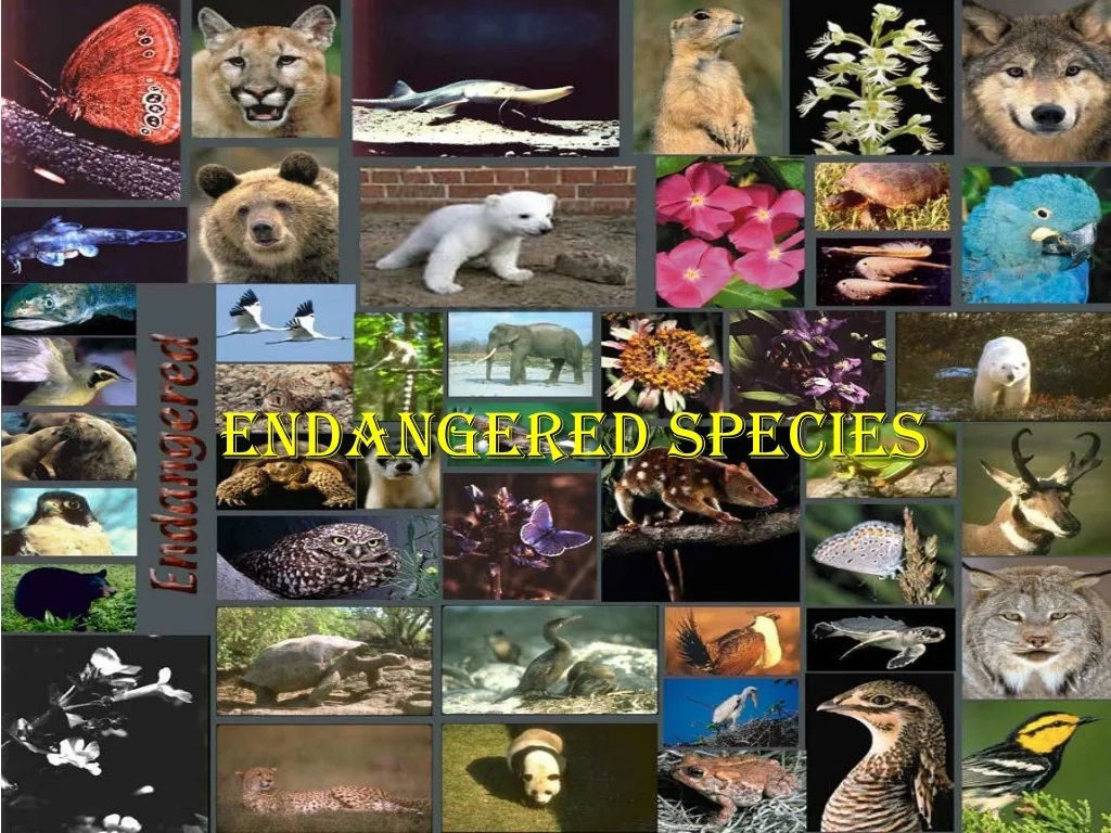 PPT - Protecting Endangered Species: Facts and Importance PowerPoint ...