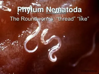 Phylum  Nema toda The Roundworms  “thread” “like”