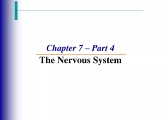 Chapter 7 – Part 4 The Nervous System