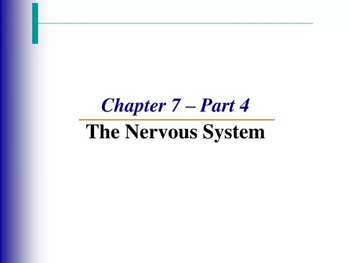 chapter 7 part 4 the nervous system
