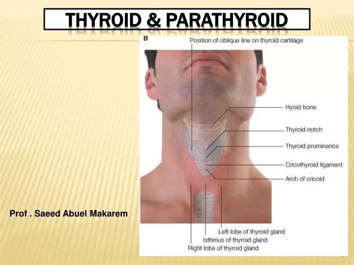 thyroid parathyroid