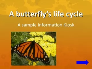 A butterfly ’ s life cycle
