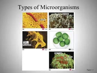 Types of Microorganisms