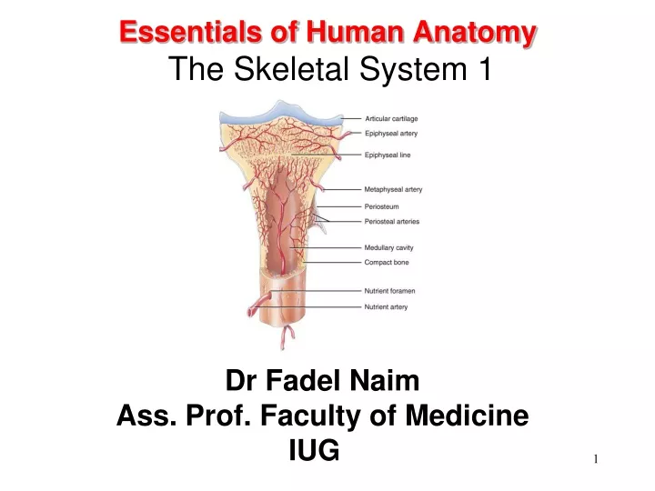 essentials of human anatomy the skeletal system 1