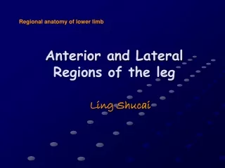 Anterior and Lateral Regions of the leg