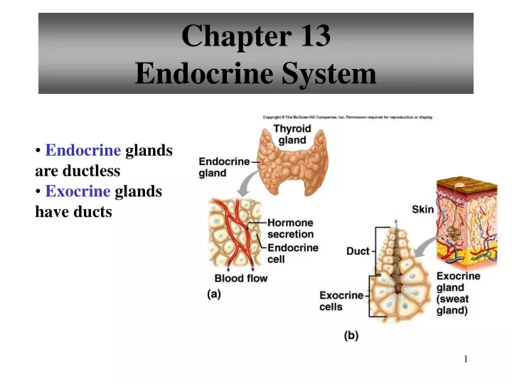 chapter 13 endocrine system
