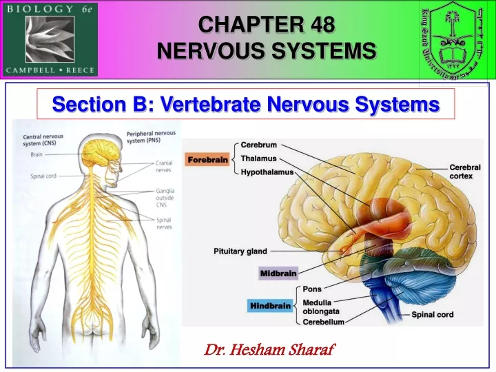 chapter 48 nervous systems