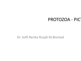 PROTOZOA - PICTURE