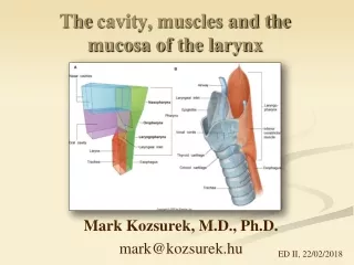 The  cavity, muscles and the mucosa of the larynx