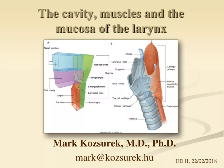the cavity muscles and the mucosa of the larynx