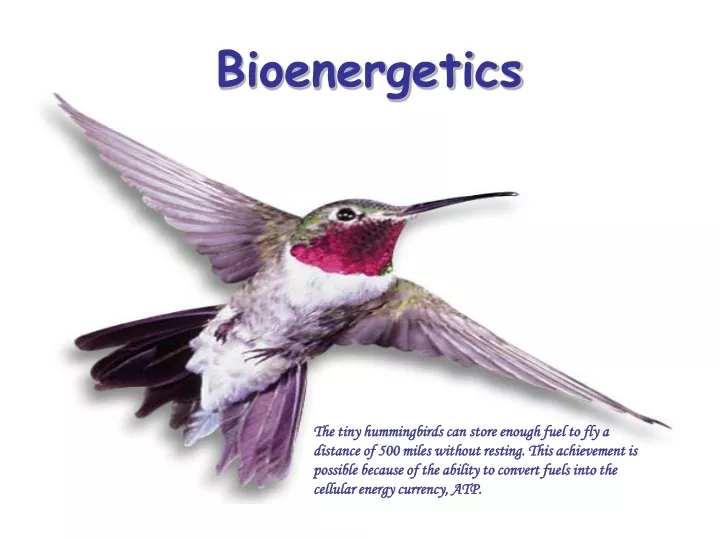 bioenergetics