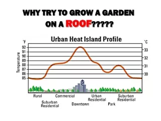 WHY TRY TO GROW A GARDEN  ON A  ROOF ?????