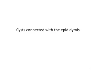 Cysts connected with the epididymis