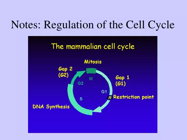 notes regulation of the cell cycle