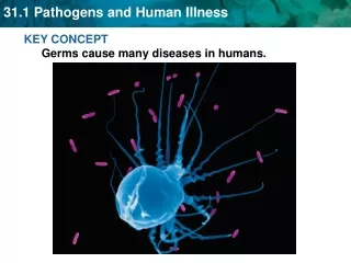 KEY CONCEPT Germs cause many diseases in humans.
