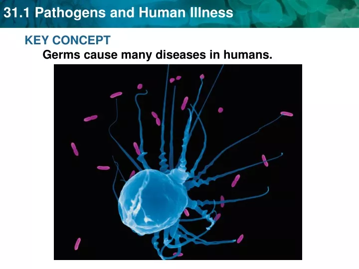 key concept germs cause many diseases in humans