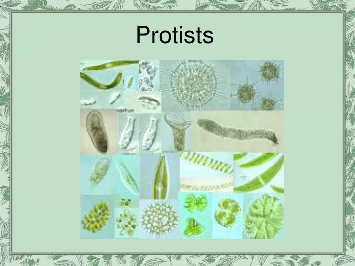 protists