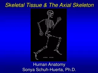 Skeletal Tissue &amp; The Axial Skeleton Human Anatomy Sonya Schuh-Huerta, Ph.D.