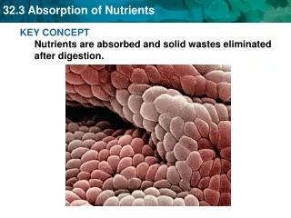 KEY CONCEPT Nutrients are absorbed and solid wastes eliminated after digestion.