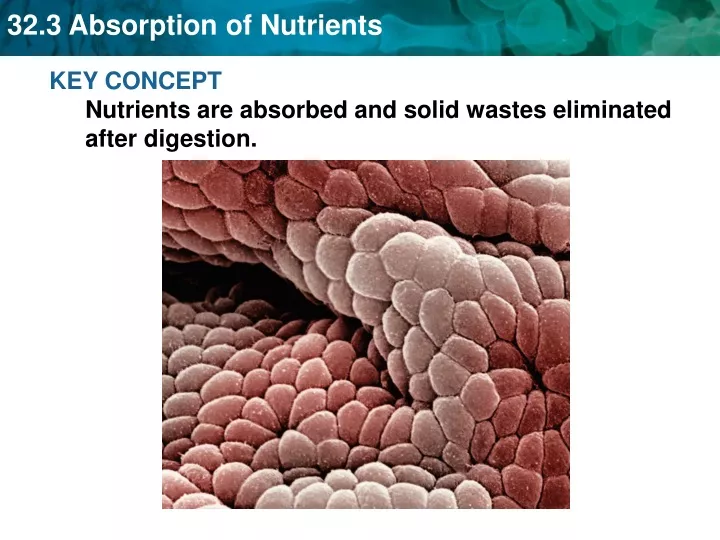 key concept nutrients are absorbed and solid