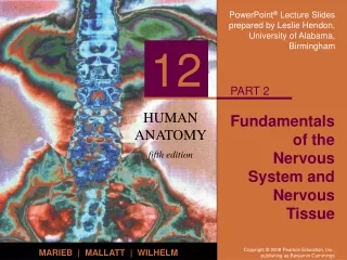 Fundamentals of the Nervous System and Nervous Tissue