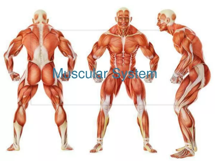 muscular system