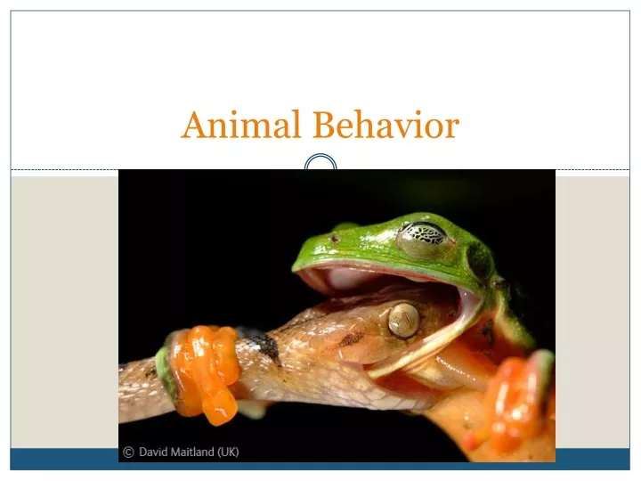 animal behavior