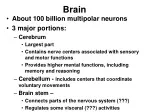 Human Brain: Hemispheres and Functions - slide 1
