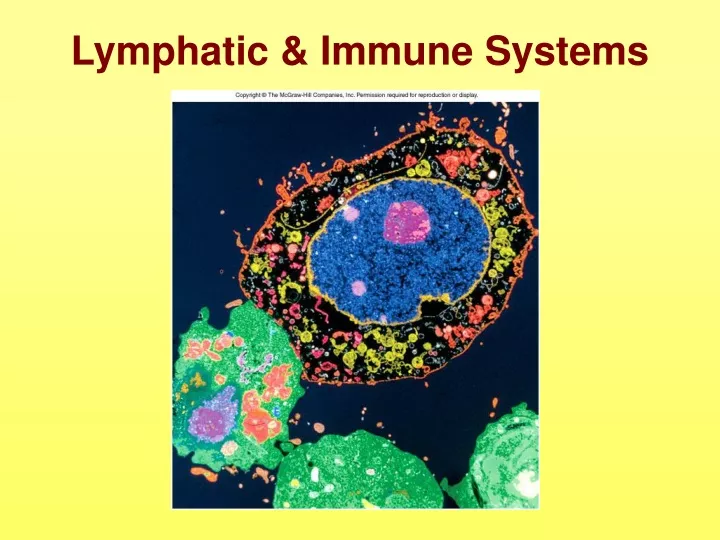 lymphatic immune systems
