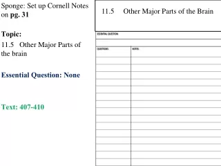 Sponge: Set up Cornell Notes on  pg. 31 Topic:  11.5    Other Major Parts of the brain