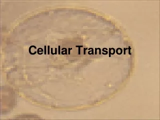 Cellular Transport