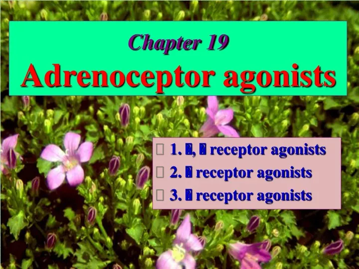 chapter 19 adrenoceptor agonists