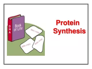 Protein Synthesis