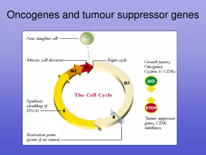 oncogenes and tumour suppressor genes