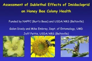 Assessment of Sublethal Effects of Imidacloprid  on Honey Bee Colony Health