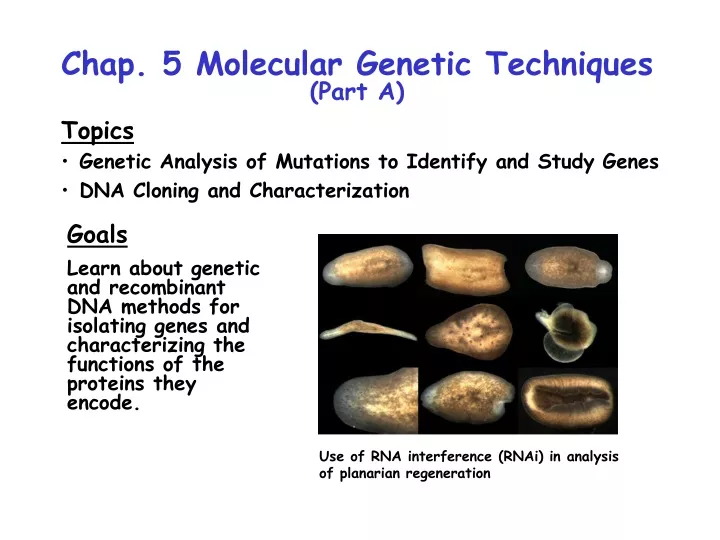 chap 5 molecular genetic techniques part a