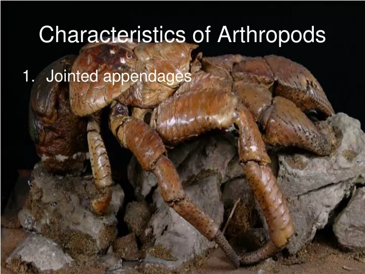 characteristics of arthropods