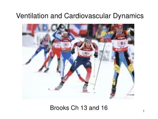Ventilation and Cardiovascular Dynamics